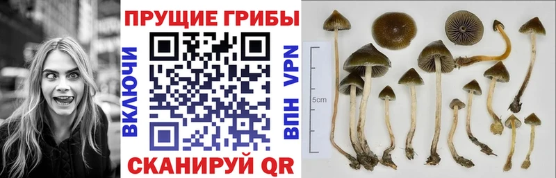 Купить где  Таштагол  Псилоцибиновые грибы мицелий 
